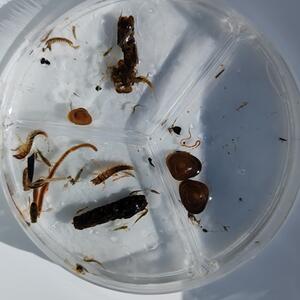 Projektový den: KWAKiho výzkumná exkurze „Řeka není jen voda“ #3