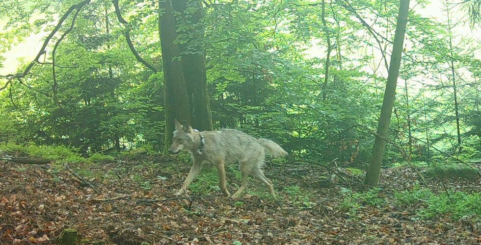 Les, zvěř, vlk - návrat vlků do Národního parku Saské Švýcarsko | Copyright: Staatsbetrieb Sachsenforst - Nationalparkverwaltung Sächsische Schweiz