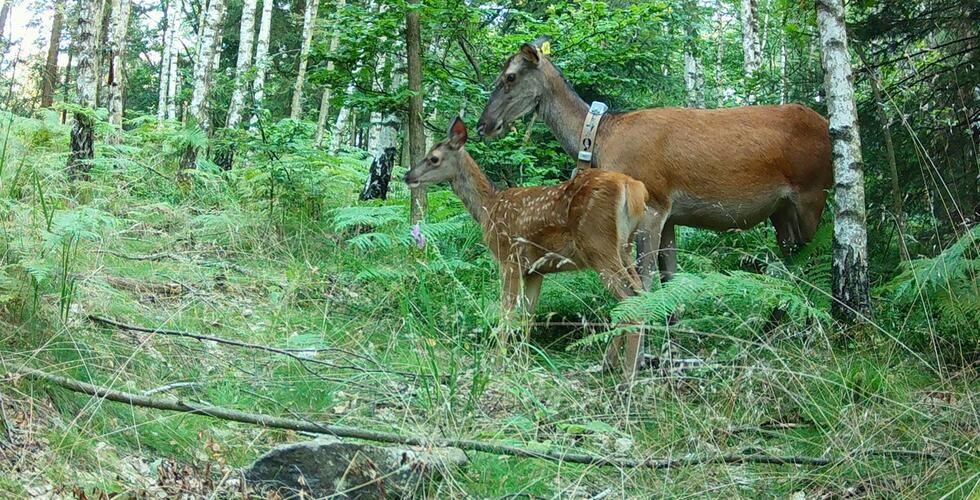 Zažijte jelení říji v Saském Švýcarsku - náhledněte do projektu REDEMA | Copyright: Staatsbetrieb Sachsenforst - Nationalparkverwaltung Sächsische Schweiz