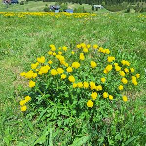 Fachexkursion im Isergebirge im Rahmen des Projekts DiGraSo (26. 5. 2026). #5