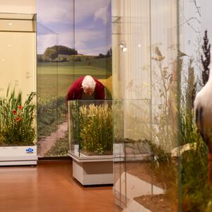 Exkursion in das Senckenberg Museum für Naturkunde Görlitz #2