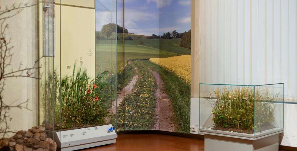 Exkursion in das Senckenberg Museum für Naturkunde Görlitz