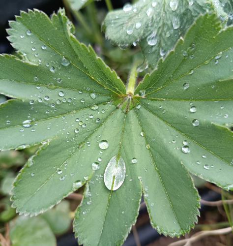Wunder der Natur: Bionik unter dem Mikroskop