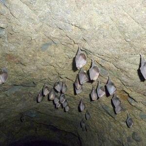 Beobachtung überwinternder Fledermäuse im Naturdenkmal Nebočadský luh #1