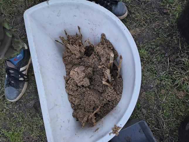Sázení řízků topolu černého na Havraním ostrově u Lovosic