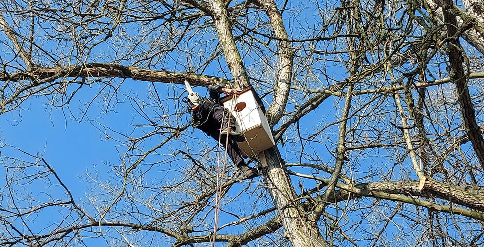 Aufhängen von Nistkasten für Gänsesäger auf der Sandinsel bei Litoměřice