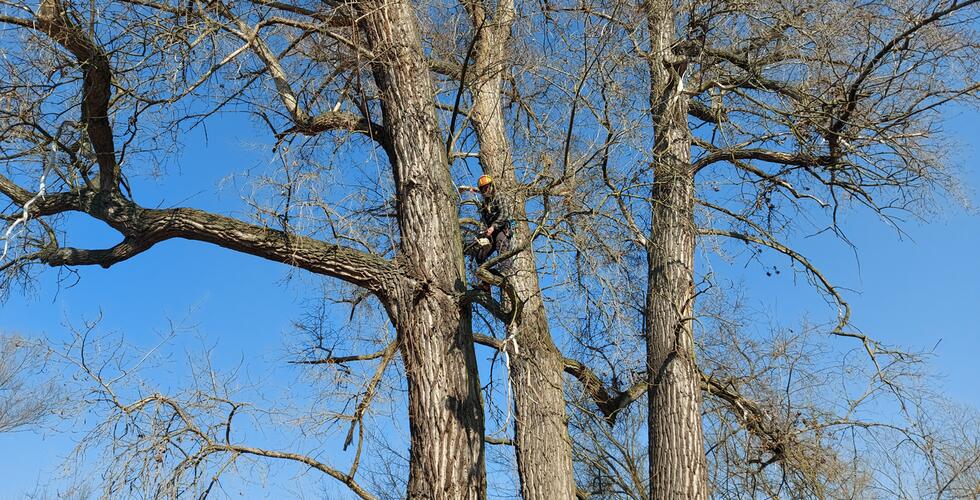 Aufhängen von Nistkasten für Gänsesäger auf der Rabeninsel bei Litoměřice