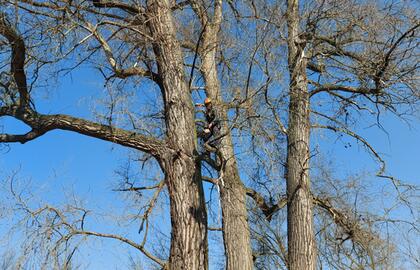 Aufhängen von Nistkasten für Gänsesäger auf der Rabeninsel bei Litoměřice