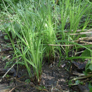 Podpora pro Senecio sarracenicus a Carex buekii #1