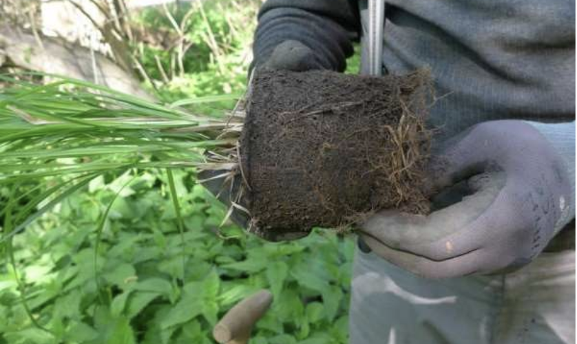 Podpora pro Senecio sarracenicus a Carex buekii