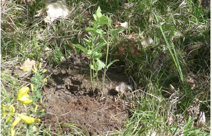 Reintrodukce plaménku přímého (Clematis recta)