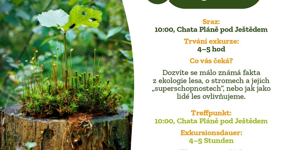 Waldexkursion - Geheime Beziehungen der Bäume und des Waldes