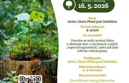 Lesní exkurze - Tajné vztahy stromů a lesa