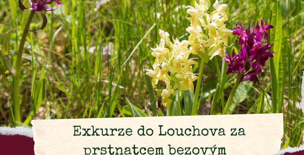 Exkurze do Louchova za prstnatcem bezovým