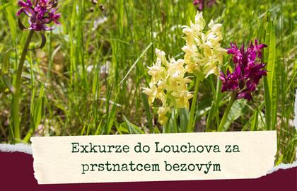 Exkurze do Louchova za prstnatcem bezovým