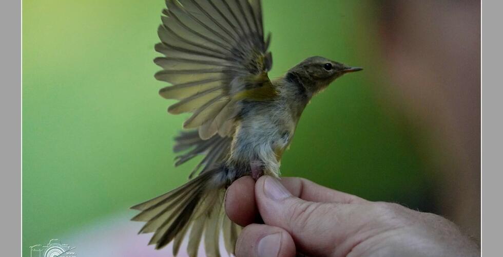 Ornithologische Exkursion