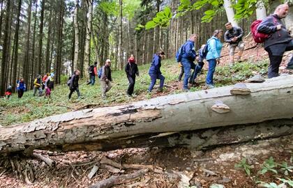 Exkursion in den neuen Urwald