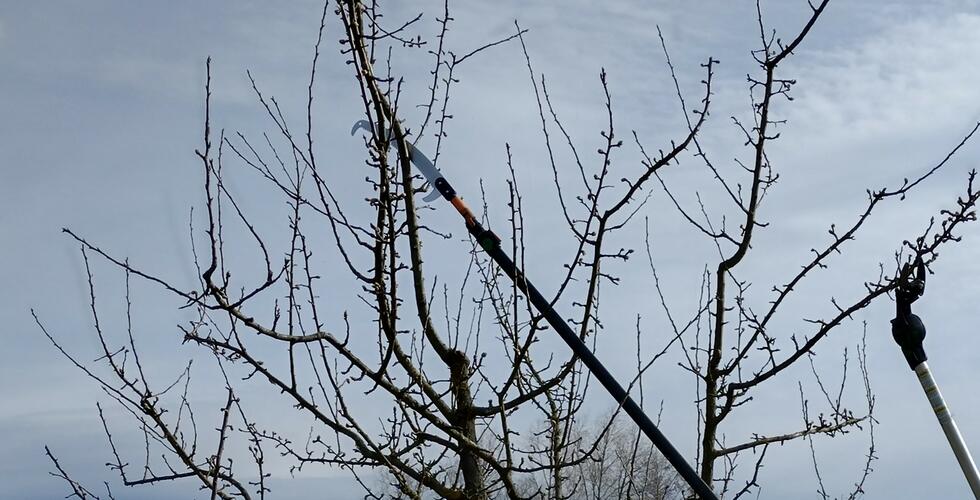 Grundlagenseminar:   Schnitt von Obstgehölzen