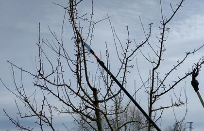 základní seminář:   Prořezávání ovocných stromů