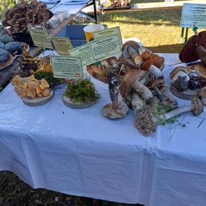 Regionalmarkt #5