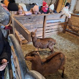 Grundschule Lidická, Hrádek nad Nisou, Begegnungstage der 1. Stufe - Januar 2026 #5