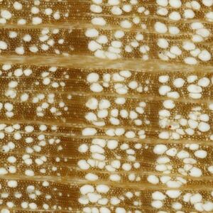 povrch dřeva v příčném řezu