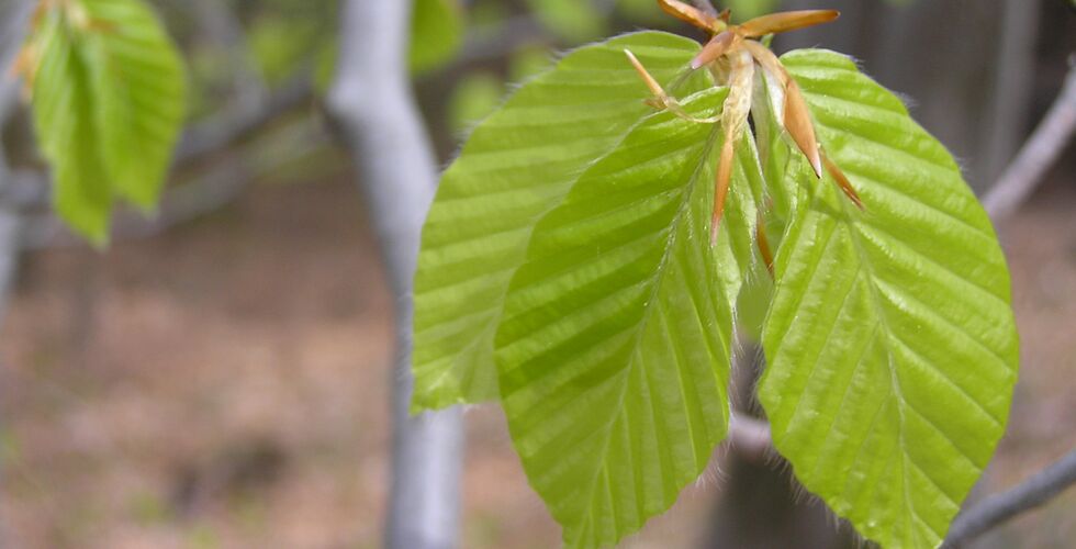 Perspektive der Buchenwälder des Erzgebirges im Zeitalter des Klimawandels