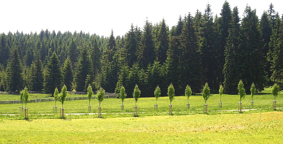 Natur in der Praxis – Deutsch-tschechische Fachkurse im Naturschutz