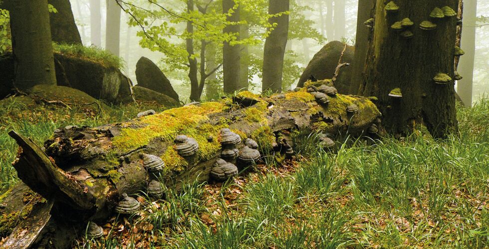 Nové cesty k podpoře biodiverzity - NaTURE+++ (Natural Transition  Underpin Resilience of Ecosystems)