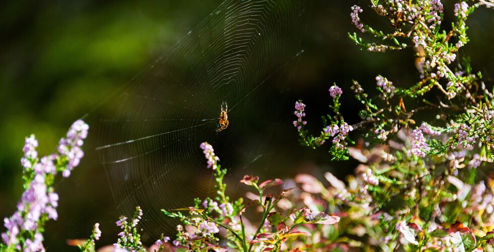 Tschechisch-sächsisches Netzwerk von NGOs im Bereich  Naturschutz und Landschaftsrenaturierung